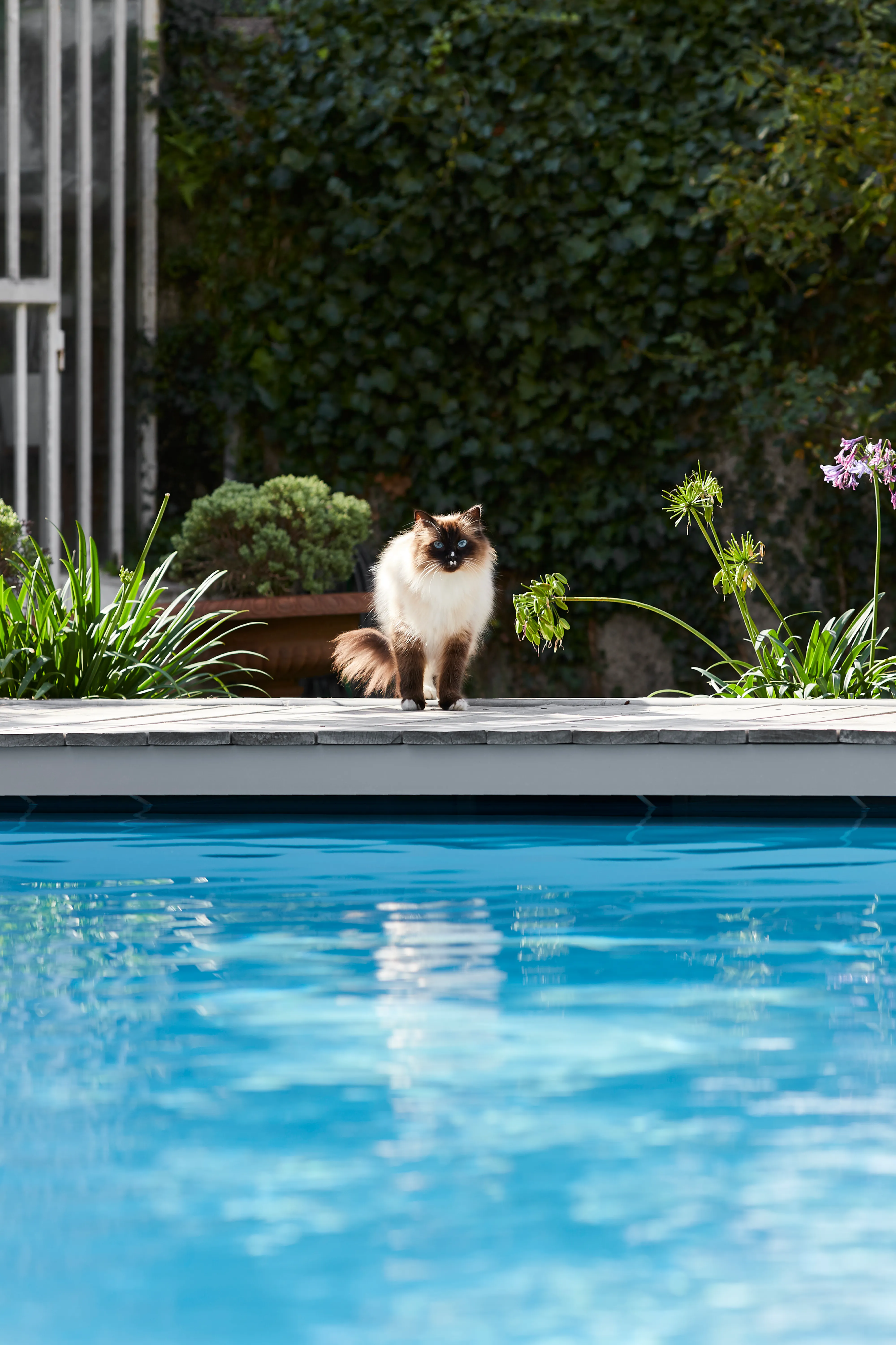 ED PSB Tradition COUTANT 7 HD 1